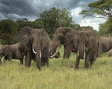 luxury 5 days 4 nights Tanzania Serengeti,holiday vacation packages