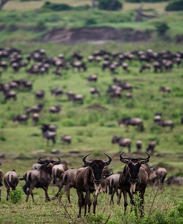 Tanzania serengeti safari tours